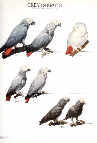 صورة