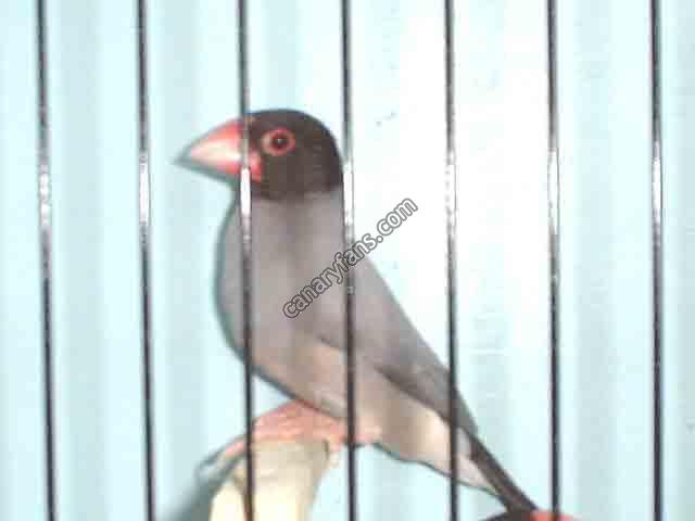 صورة