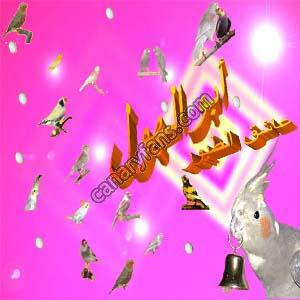 صورة