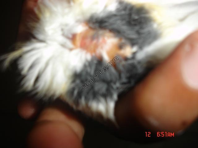 صورة