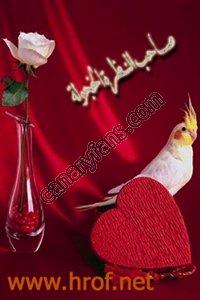 صورة