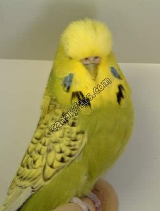 صورة