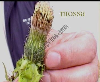 صورة