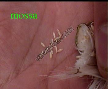 صورة