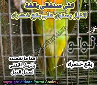 صورة