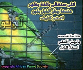 صورة