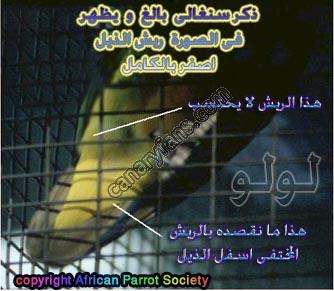 صورة